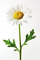 ai generado solitario manzanilla floración en blanco antecedentes foto