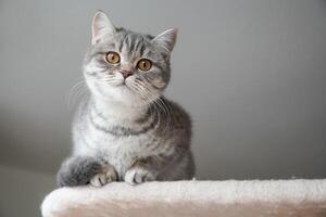 silver tabby british shorthair cat kitten perching on top of cat condo photo