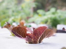 Close-up of fresh organic hydroponic vegetable is growing on water without soil photo