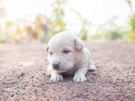 Cute newborn puppies lying on the ground in the garden. Thai puppy photo