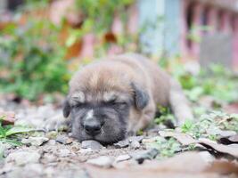 Cute newborn puppies lying on the ground in the garden. Thai puppy photo