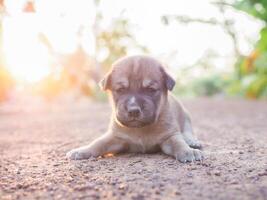 Cute newborn puppies lying on the ground in the garden. Thai puppy photo