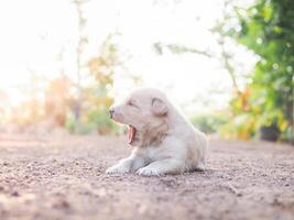 linda recién nacido cachorros acostado en el suelo en el jardín. tailandés perrito foto