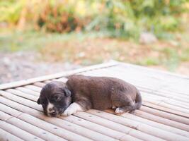 Cute newborn puppies sleeping on wooden desk, Thai puppy photo