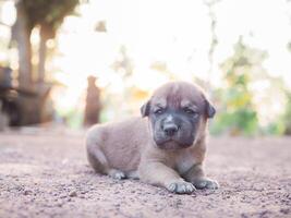 Cute newborn puppies lying on the ground in the garden. Thai puppy photo