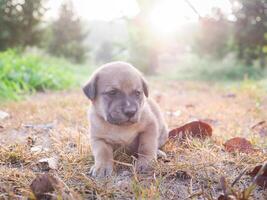 Cute newborn puppies lying on the ground in the garden. Thai puppy photo