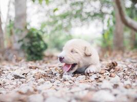 Cute newborn puppies lying on the ground in the garden. Thai puppy photo