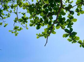 verde hojas y luz de sol para naturaleza antecedentes foto