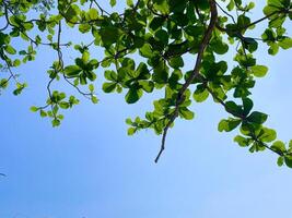 Green leaves and sunlight for nature background photo