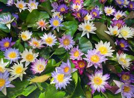 Blooming Lotus flower for background. Colorful lotus flower in the pond. photo