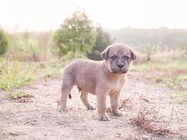 Cute newborn puppies lying on the ground in the garden. Thai puppy photo