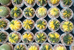 Group of cactus in a pot for background photo