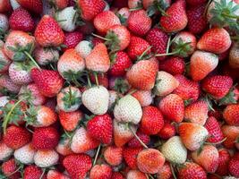 Fresh strawberries background. Red ripe strawberries photo