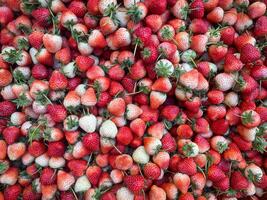 Fresh strawberries background. Red ripe strawberries photo