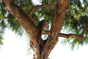 Texture of wood and tree bark. photo