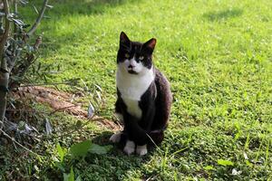 Stray and stray cat on the street in Tel Aviv. photo