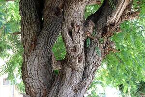 Texture of wood and tree bark. photo