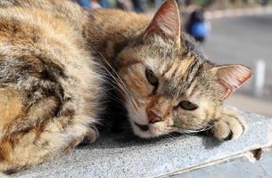 Stray and stray cat on the street in Tel Aviv. photo