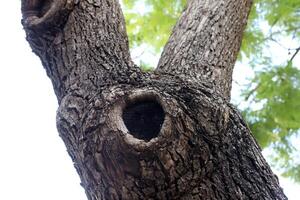 Texture of wood and tree bark. photo