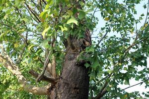 Texture of wood and tree bark. photo