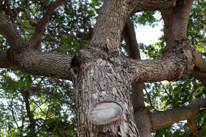 Texture of wood and tree bark. photo