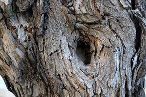 Texture of wood and tree bark. photo