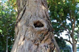 Texture of wood and tree bark. photo