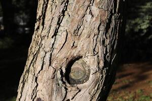 Texture of wood and tree bark. photo