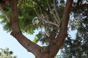 Texture of wood and tree bark. photo