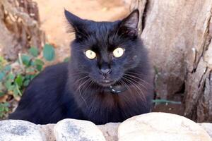 Stray and stray cat on the street in Tel Aviv. photo