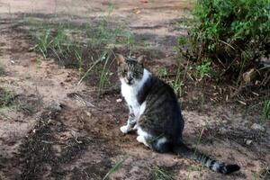 Stray and stray cat on the street in Tel Aviv. photo