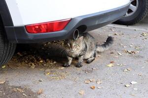 Stray and stray cat on the street in Tel Aviv. photo