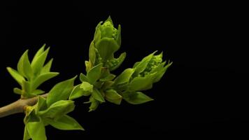 fabriek bladeren ontluikend boom bloemknoppen timelapse tijd vervallen groen bladeren detailopname Aan zwart video