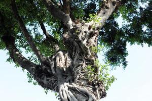 textura de madera y corteza de árbol. foto