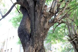 textura de madera y corteza de árbol. foto