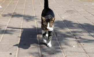 Stray and stray cat on the street in Tel Aviv. photo