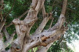 textura de madera y corteza de árbol. foto