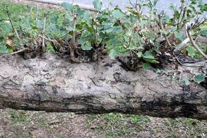 Texture of wood and tree bark. photo