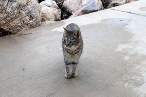 Stray and stray cat on the street in Tel Aviv. photo