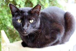 Stray and stray cat on the street in Tel Aviv. photo