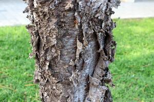 Texture of wood and tree bark. photo