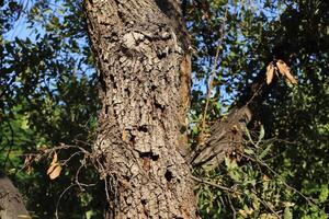 Texture of wood and tree bark. photo