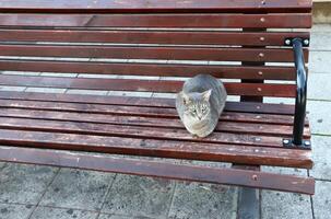 Stray and stray cat on the street in Tel Aviv. photo