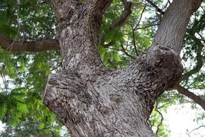 Texture of wood and tree bark. photo