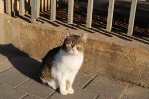 Stray and stray cat on the street in Tel Aviv. photo