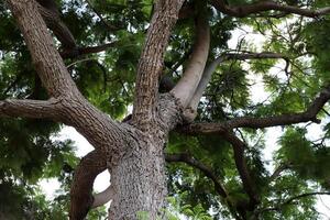 Texture of wood and tree bark. photo