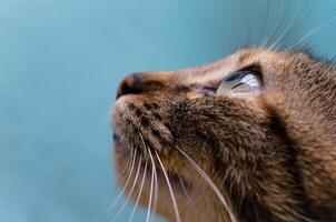 portrait shot of tabby cat looking up photo