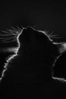 portrait shot of cat silhouette with glowing whiskers photo