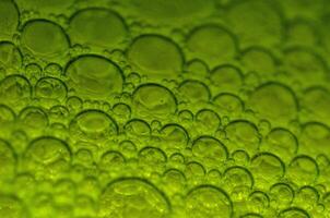 macro shot of green bubbles photo