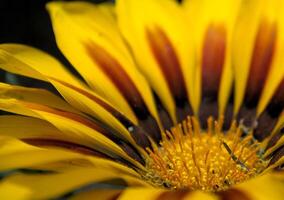 macro shot of yellow and brown flower photo